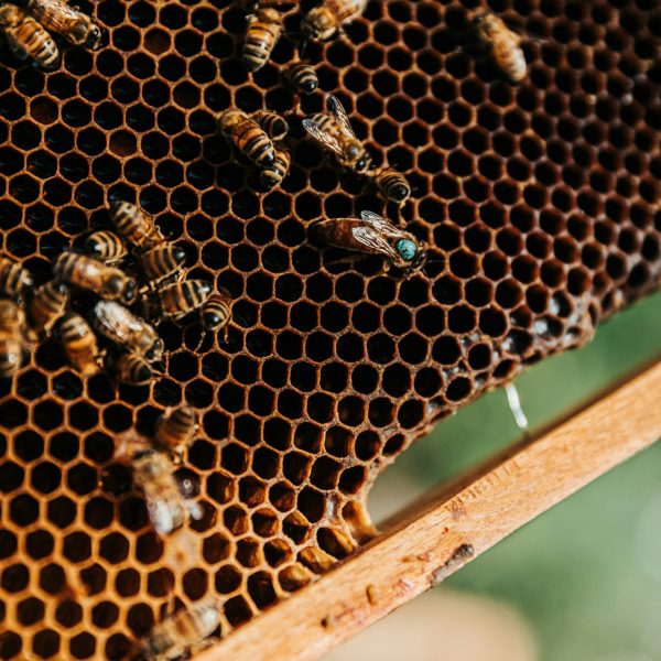 bianca-ackermann-ZHOmQ_0X6QQ-unsplash bianca-ackermann-ZHOmQ_0X6QQ-unsplash